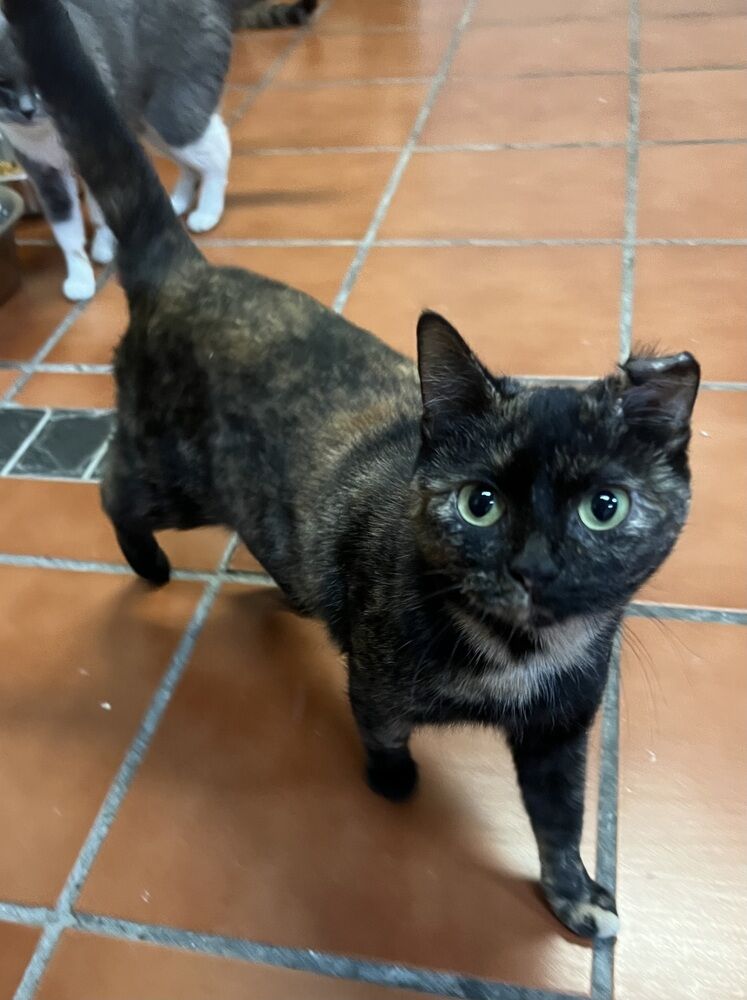 Tabitha